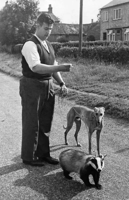 Framed Print : Brock the Badger and Mick the Greyhound with Mr. Harry Smith