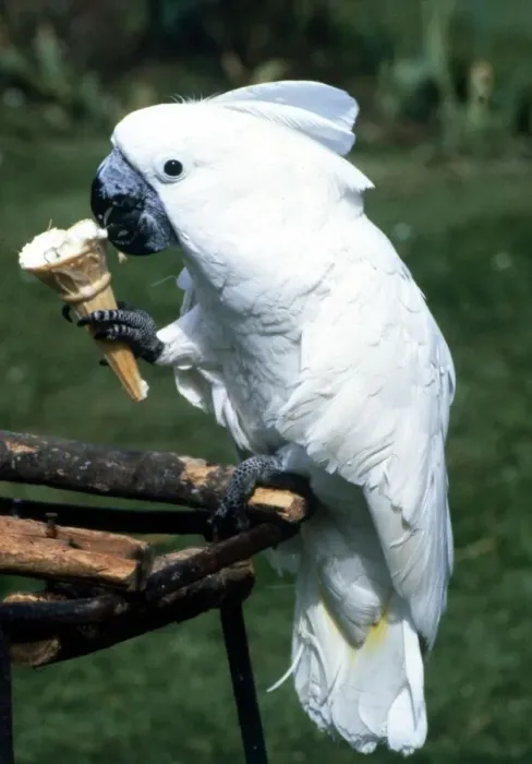 Framed Print : Brolly the cockatoo eating an ice cream June 1985