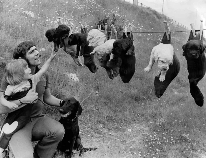 Framed Print : A brood of young Labrador puppies in socks on a washing line June 1973 P012414