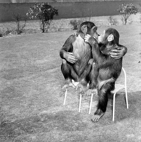 The Brooke Bond tea chimps Vicky (that is the big one) and Rosie play together