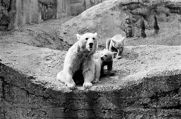 Brown bear and cub at London Zoo. 1965 C87-001
