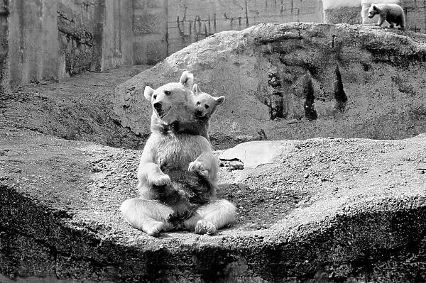 Brown bear and cub at London Zoo. 1965 C87-004
