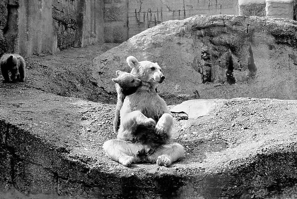 Brown bear and cub at London Zoo. 1965 C87-005
