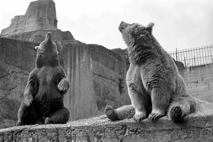 Framed Print : Brown bear and cub at London Zoo. 1965 C87-006 Framed Print : Brown bear and cub at London Zoo. 1965 C87-006