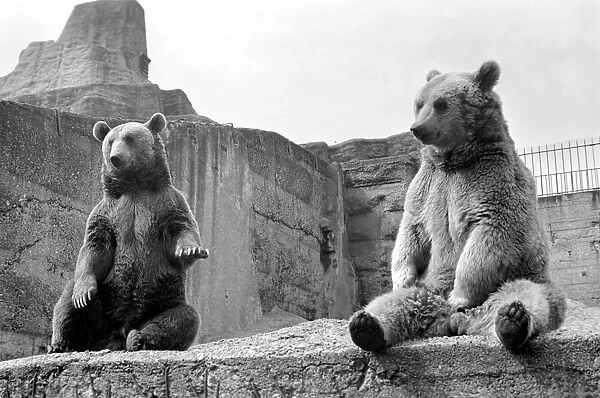 Brown bear and cub at London Zoo. 1965 C87-007
