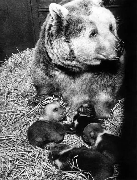 Framed Print : Nine Brown Bear cubs were born to three mothers at Whipsnade Zoo in January and today Framed Print : Nine Brown Bear cubs were born to three mothers at Whipsnade Zoo in January and today