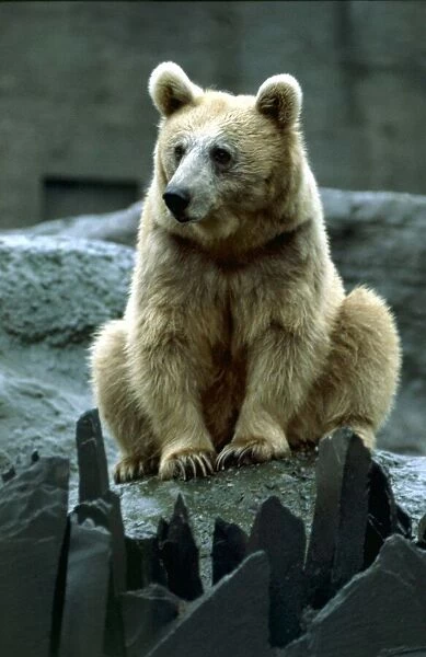 Brown Bear at London Zoo August 1979