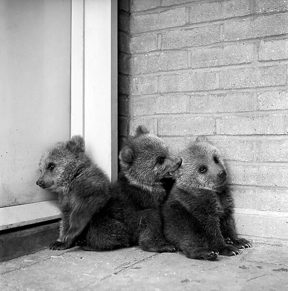 Brown bears cubs at Whipsnade Zoo. 1965 C46-003