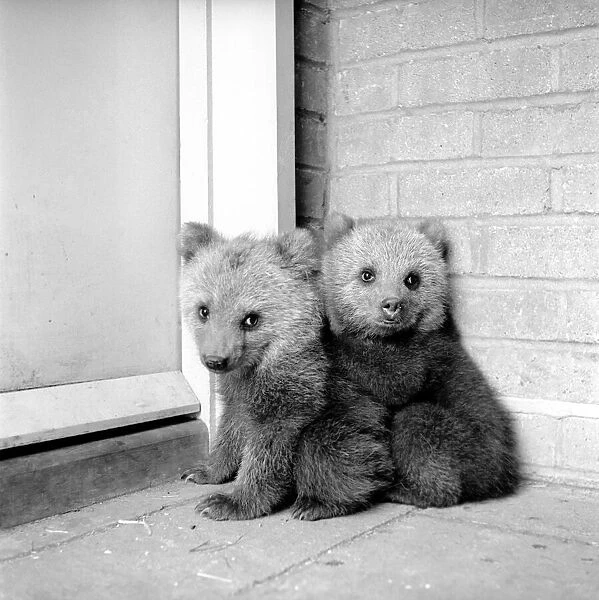 Brown bears cubs at Whipsnade Zoo. 1965 C46-004