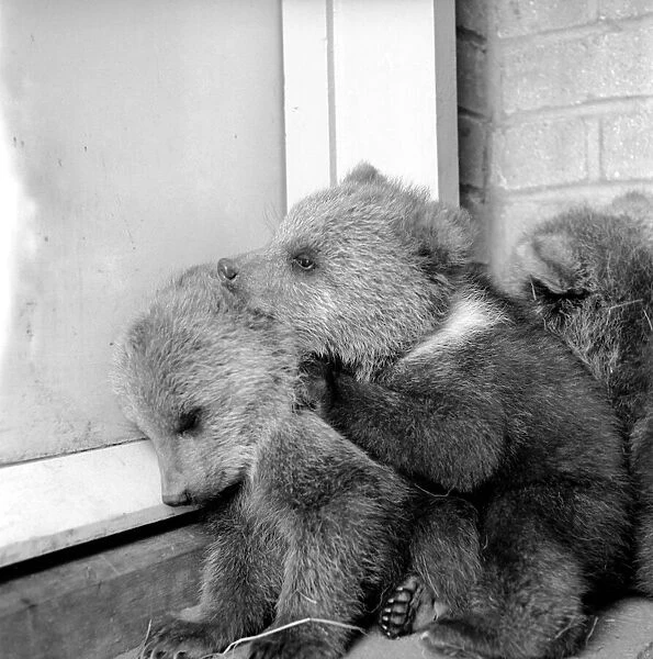 Brown bears cubs at Whipsnade Zoo. 1965 C46-005