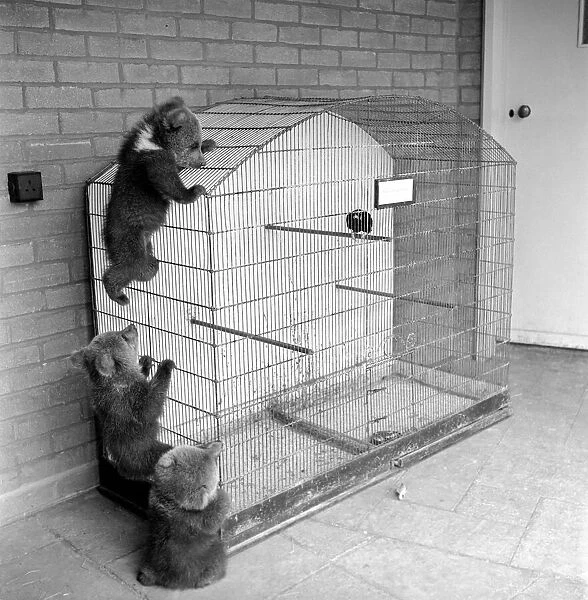 Brown bears cubs at Whipsnade Zoo. 1965 C46-006