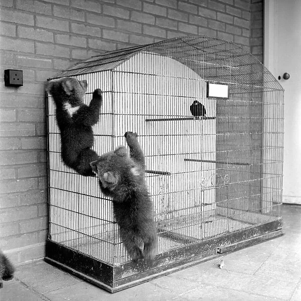 Brown bears cubs at Whipsnade Zoo. 1965 C46-007