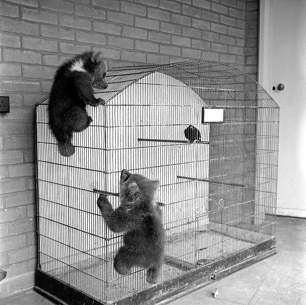 Brown bears cubs at Whipsnade Zoo. 1965 C46-008