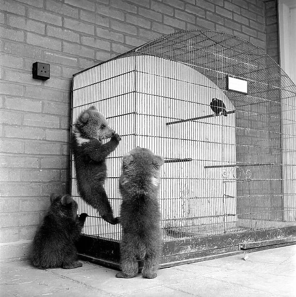 Brown bears cubs at Whipsnade Zoo. 1965 C46-009