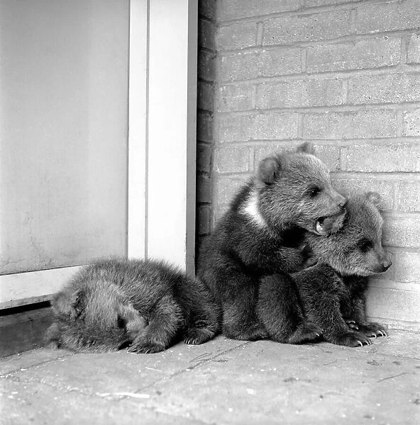 Brown bears cubs at Whipsnade Zoo. 1965 C46-010