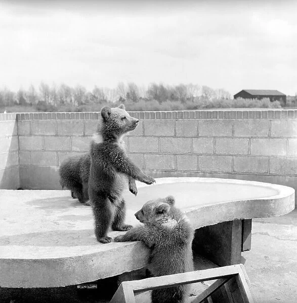 Brown bears cubs at Whipsnade Zoo. 1965 C46-011