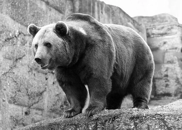 One of the brown bears at London Zoo