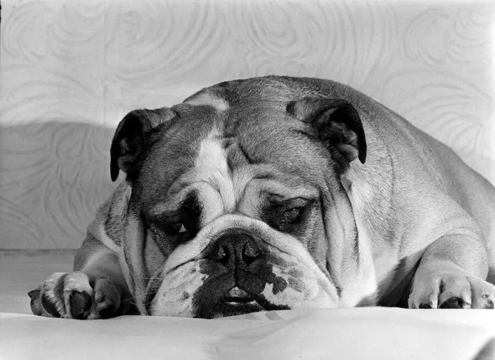 Framed Print : Bruce the Old English Bulldog not feeling his best in October 1978 Framed Print : Bruce the Old English Bulldog not feeling his best in October 1978