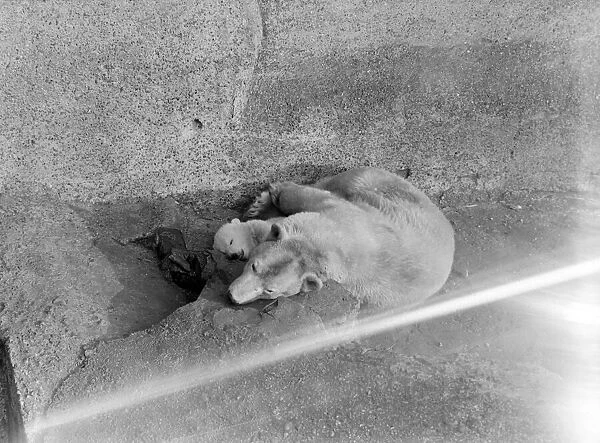 Brumas baby Polar Bear at london Zoo. 1950 022989  /  12