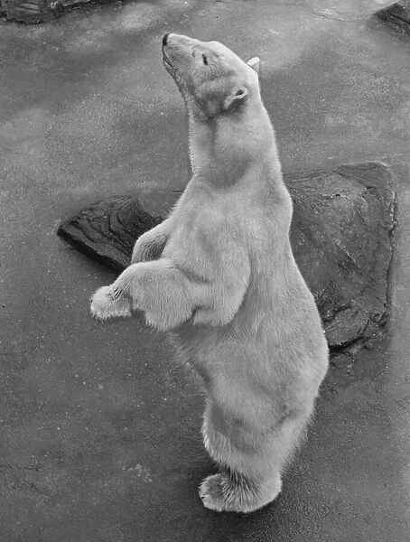Brumas, the famous polar bear who celebrates her 4th birthday at London Zoo