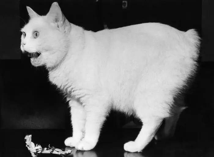 Framed Print : Brumas, the Manx cat - full name Champion Noend White Brumas - a prolific prize winner