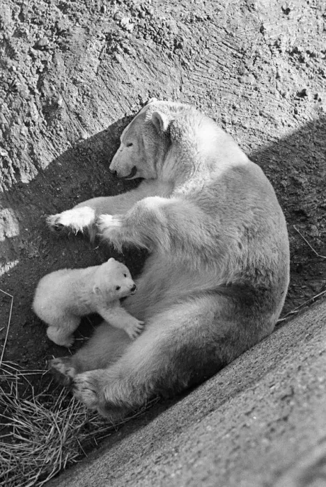 Framed Print : Brumas the Polar Bear, born 27th November 1949, her mother is named Ivy