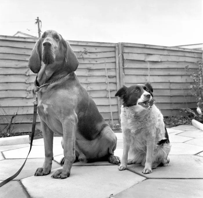 Framed Print : Brutes'the blood hound and Mandy'the Mongrel dog Framed Print : Brutes'the blood hound and Mandy'the Mongrel dog