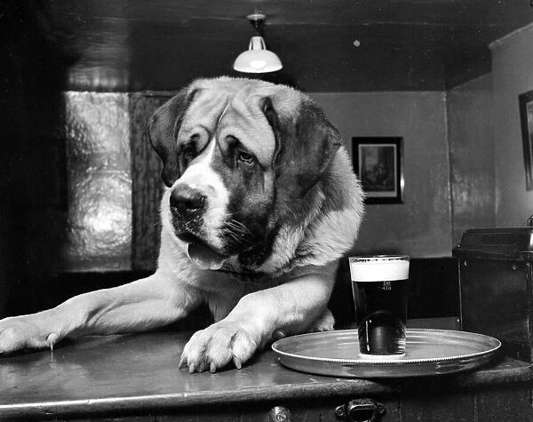 Bryan the St Bernard Dog enjoys a pint February 1956