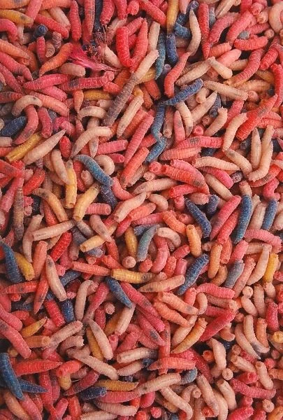 A bucketful of maggots - maggot