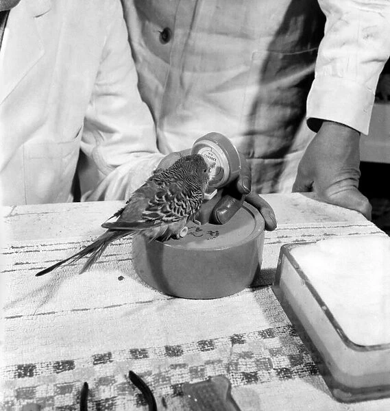 Budgerigar gets beauty treatment at a Slough pet store. March 1958 A684-007