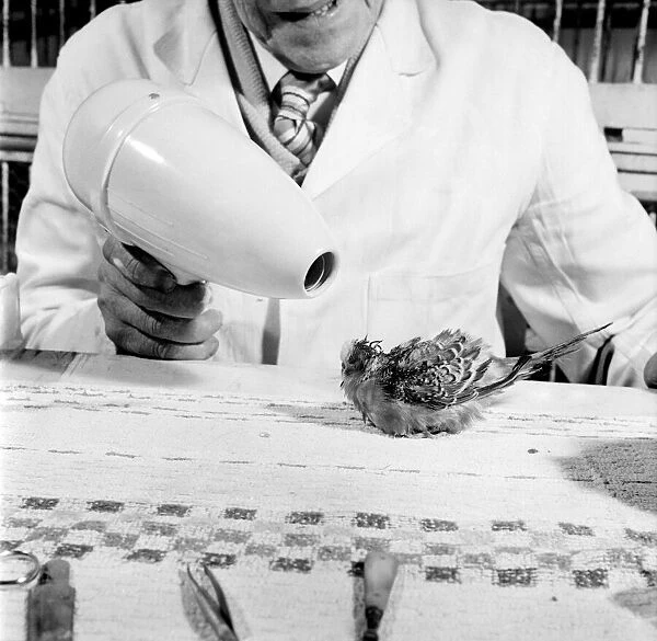 Budgerigar gets beauty treatment at a Slough pet store. March 1958 A684-004