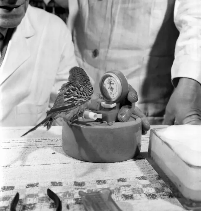Framed Print : Budgerigar gets beauty treatment at a Slough pet store. March 1958 A684 Framed Print : Budgerigar gets beauty treatment at a Slough pet store. March 1958 A684