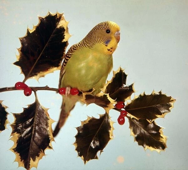 Budgie sitting on a holly branch circa 1975