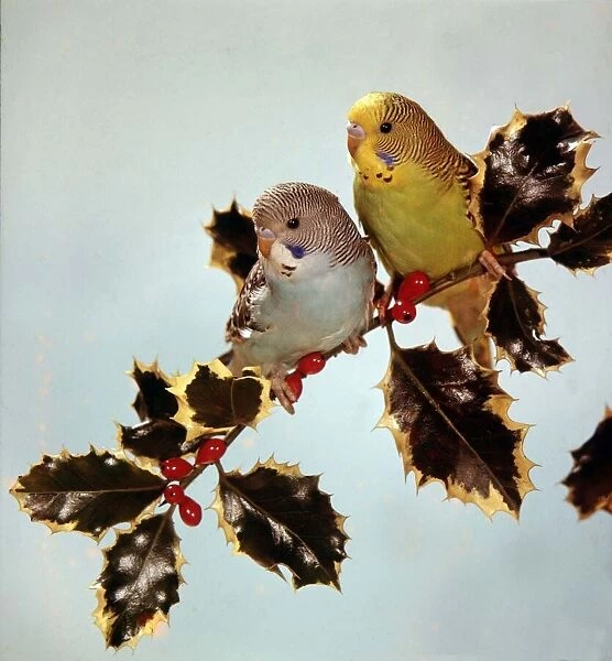 Two Budgies sitting on a holly branch circa 1975
