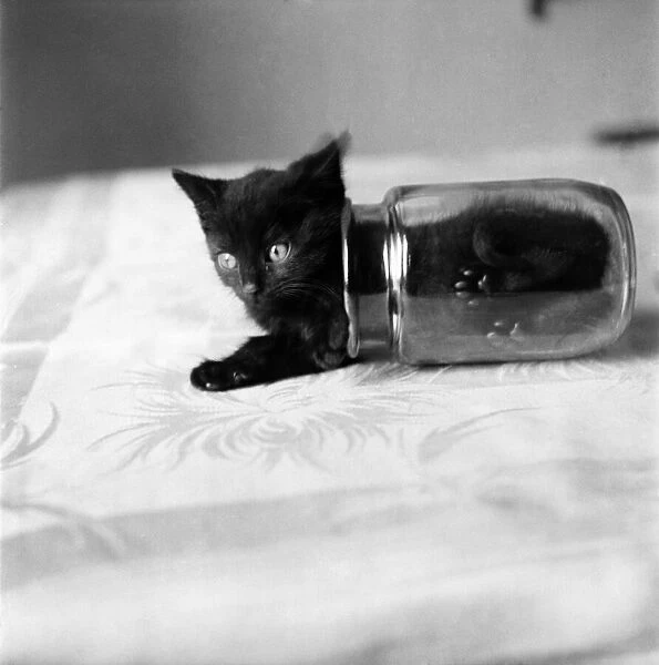 Bugsy the Kitten playing with Jam jar. July 1953 D3499-002