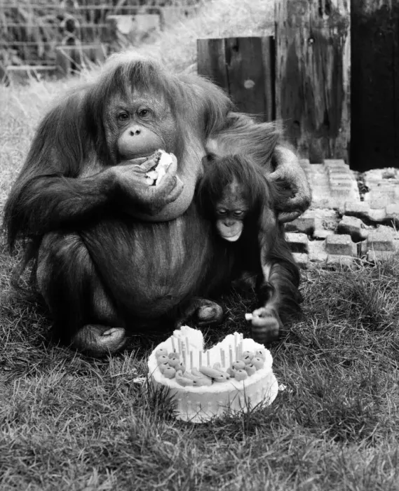 Framed Print : Bula the organ-utan had a scrumptious time when she celebrated a milestone in her life Framed Print : Bula the organ-utan had a scrumptious time when she celebrated a milestone in her life