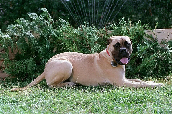 Bull Mastiff Dog September 98 Large Dog