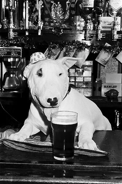 A bull terrier seen here enjoying a couple of pints of stout at his local pub