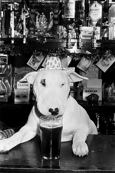 A bull terrier seen here enjoying a couple of pints of stout at his local pub