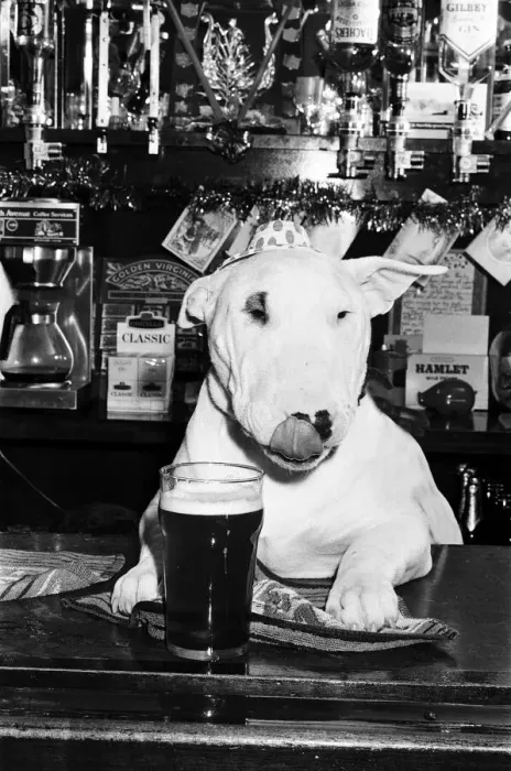 Framed Print : A bull terrier seen here enjoying a couple of pints of stout at his local pub Framed Print : A bull terrier seen here enjoying a couple of pints of stout at his local pub