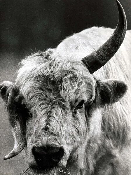 A Bull with a twisted horn (Crumple-Horn) May 1968