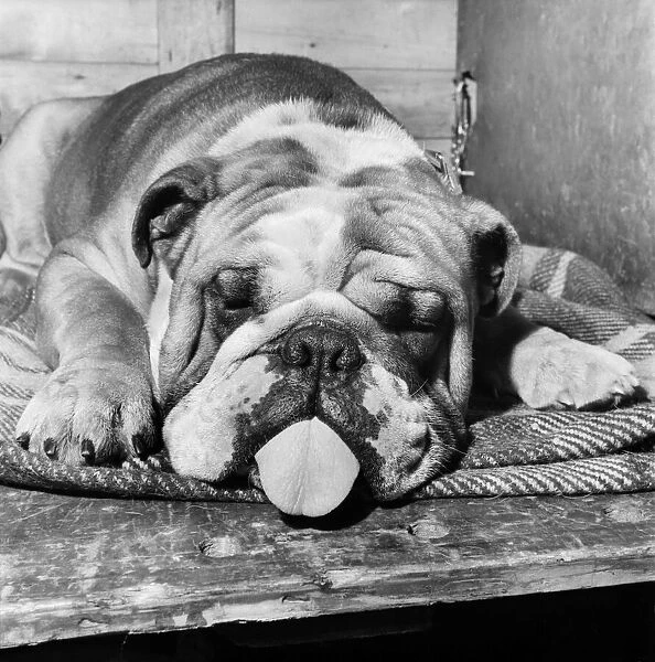 Bulldog with a hangover at a Leeds Show. October 1952 C5114-001