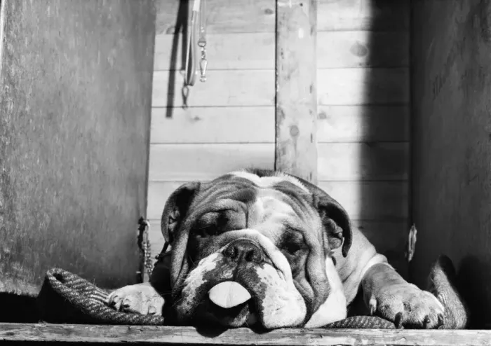 Framed Print : Bulldog with a hangover at a Leeds Show. October 1952 C5114