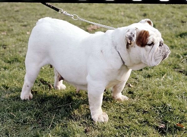 A Bulldog in profile being taken for a walk June 1987 animal animals dog