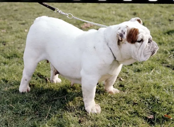 Framed Print : A Bulldog in profile being taken for a walk June 1987 animal animals dog Framed Print : A Bulldog in profile being taken for a walk June 1987 animal animals dog