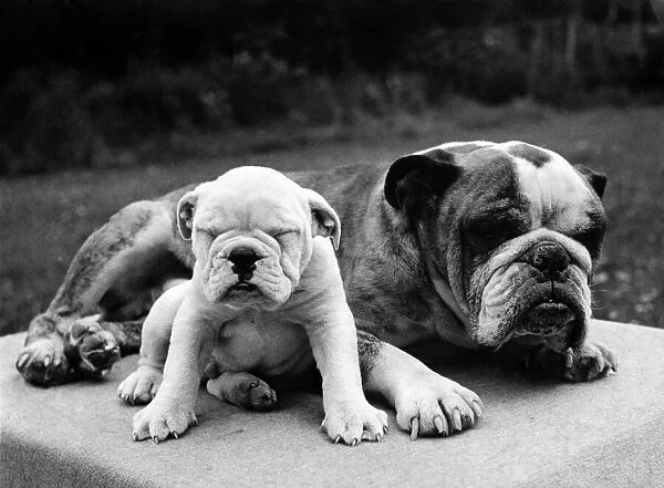 Bulldog and Pup. February 1946 P000576