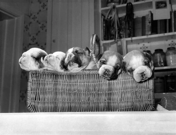 Five bulldog pups peering out of their wicker basket at the home of their owners