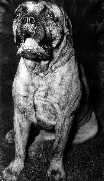 Bullmastiff Dog December 1953