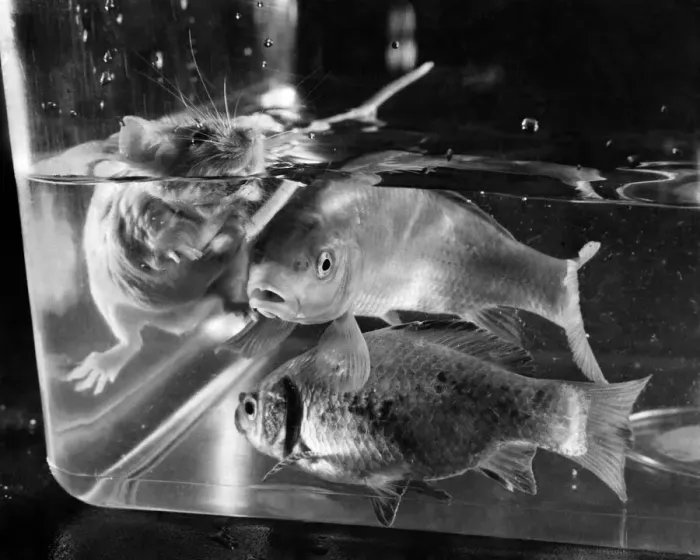 Framed Print : Bumping into a white mouse swimming in the privacy of your own tank is almost enough to Framed Print : Bumping into a white mouse swimming in the privacy of your own tank is almost enough to