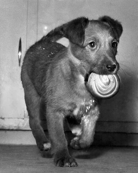 Bunty the pup playing with her ball. March 1963 P007291